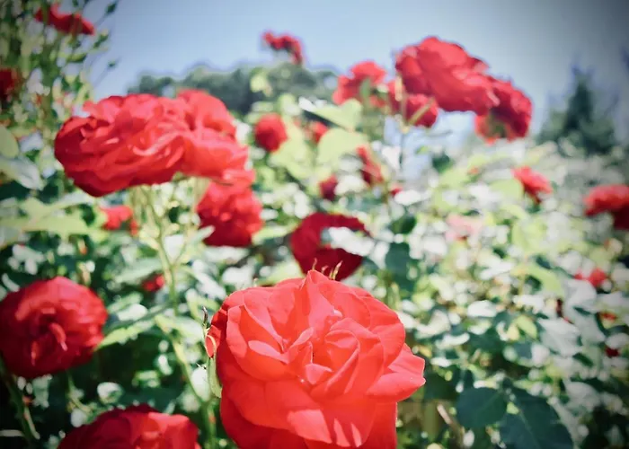 Hotel Kari Ouranoupoli