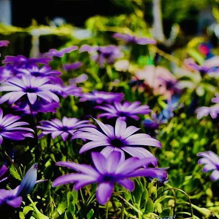 Kari Hotel Ouranoupoli