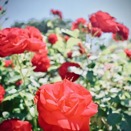 Hotel Kari Ouranoupoli