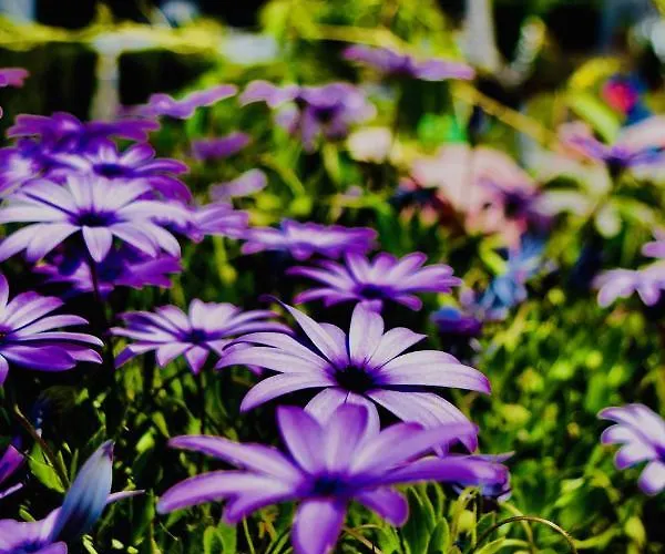 Kari Hotel Ouranoupoli